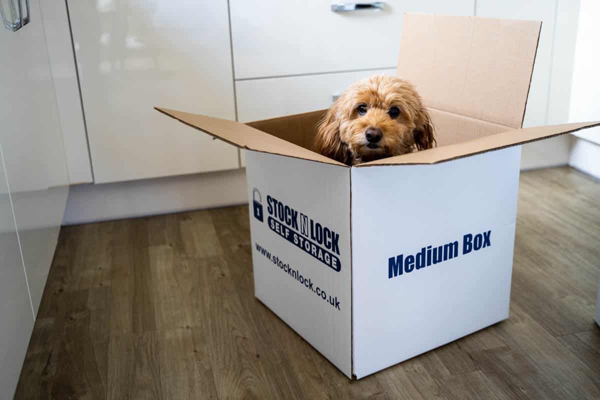 Dog in storage box