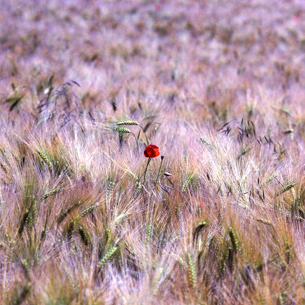 Composition